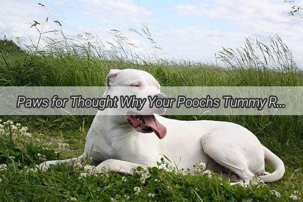 Paws for Thought Why Your Poochs Tummy Rumbles After Veggie Treats